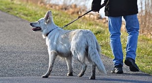 Pets Need Exercise, Too!